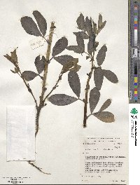 Image of Vicia abyssinica