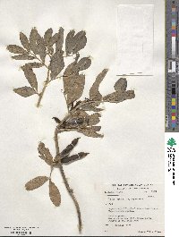 Vicia abyssinica image