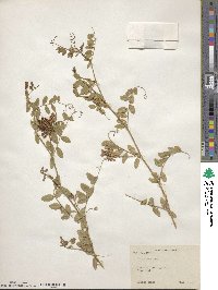 Vicia japonica image