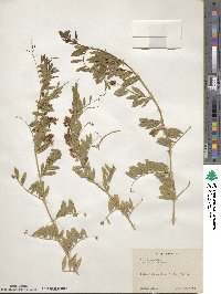 Vicia japonica image