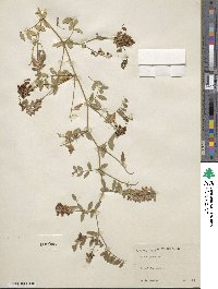 Vicia japonica image