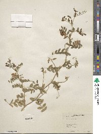 Vicia japonica image