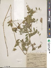 Vicia japonica image