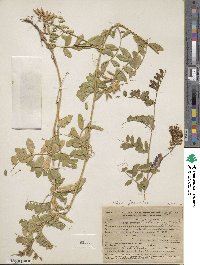 Vicia japonica image