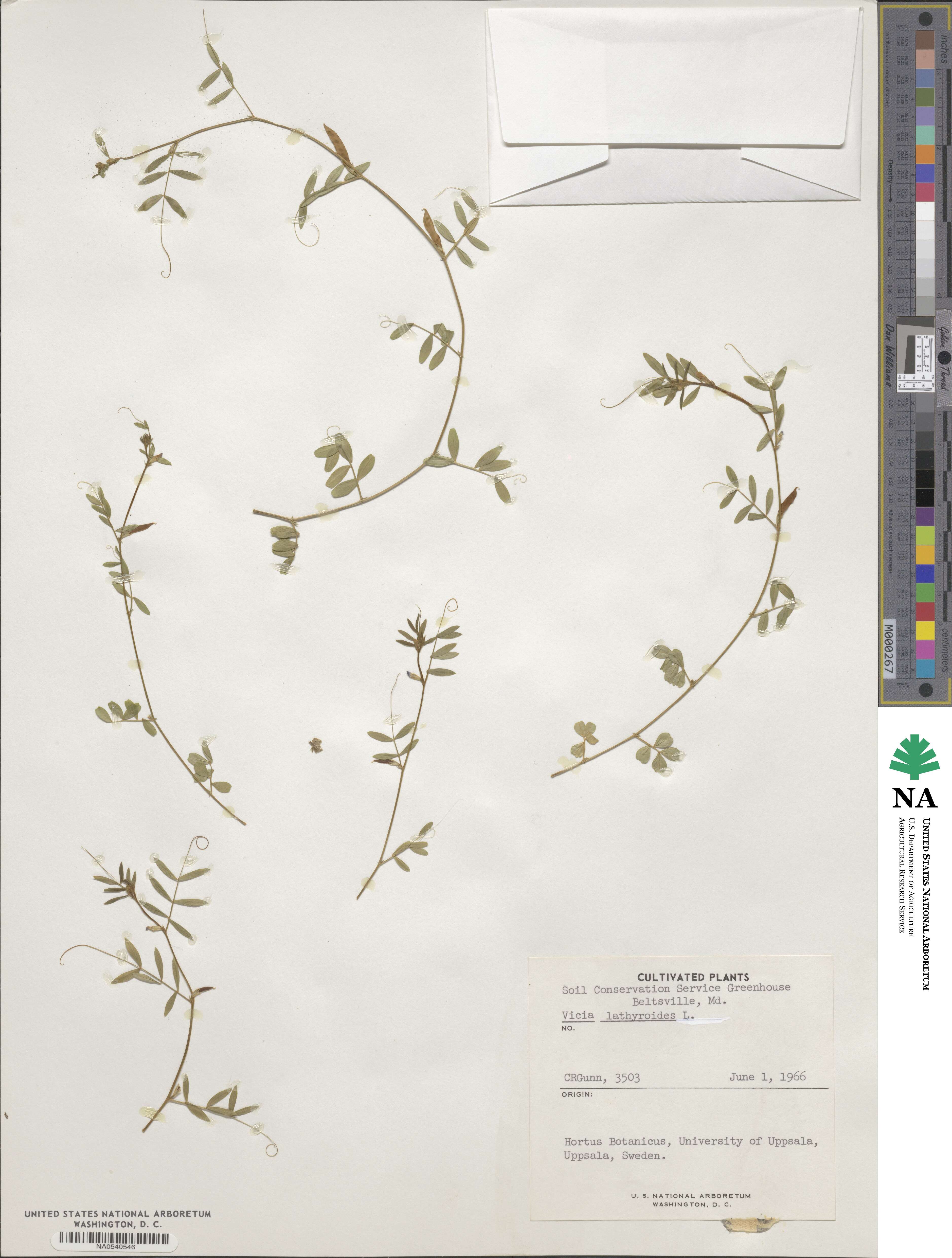 Vicia lathyroides image