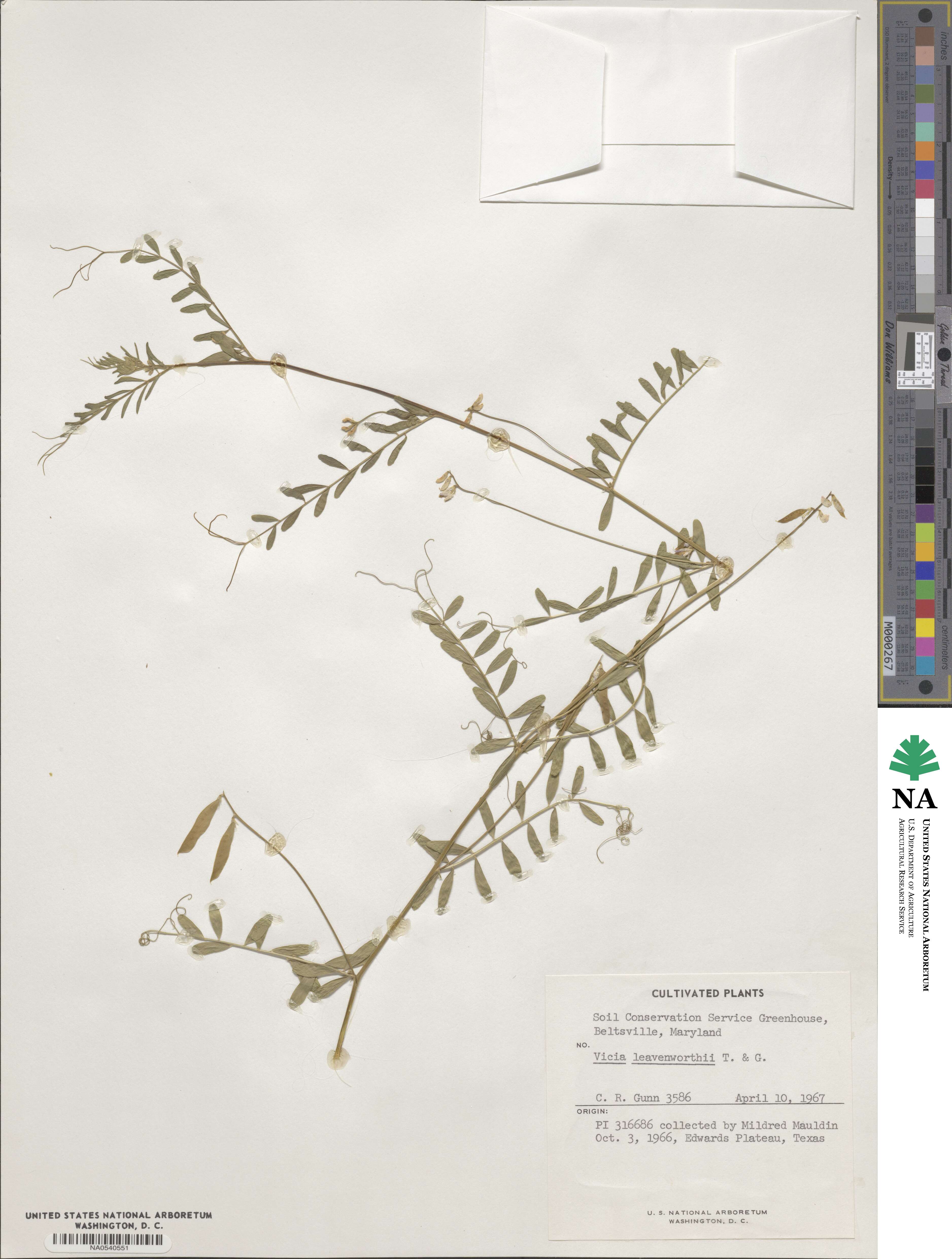 Vicia ludoviciana var. leavenworthii image