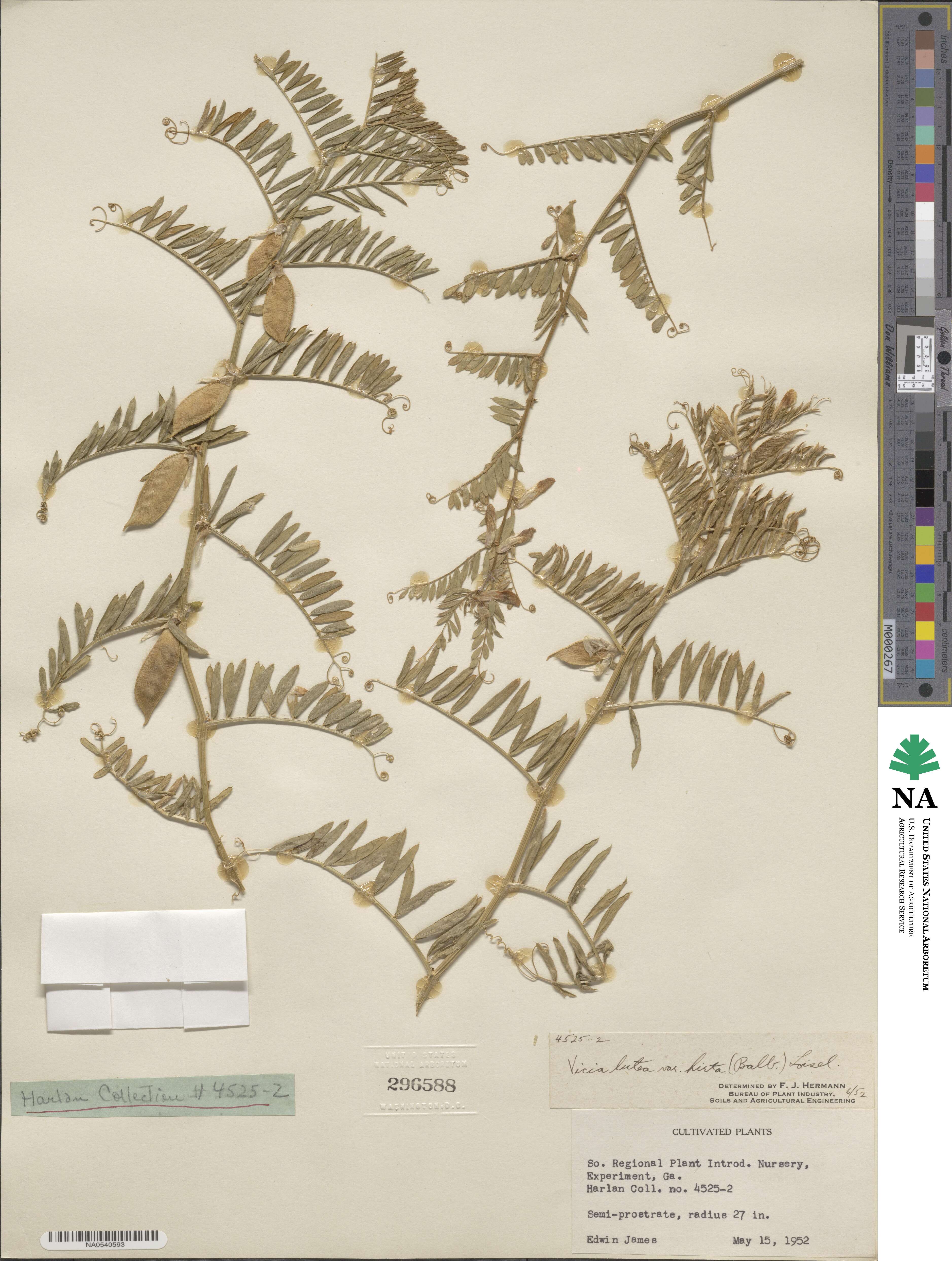 Vicia lutea subsp. lutea image