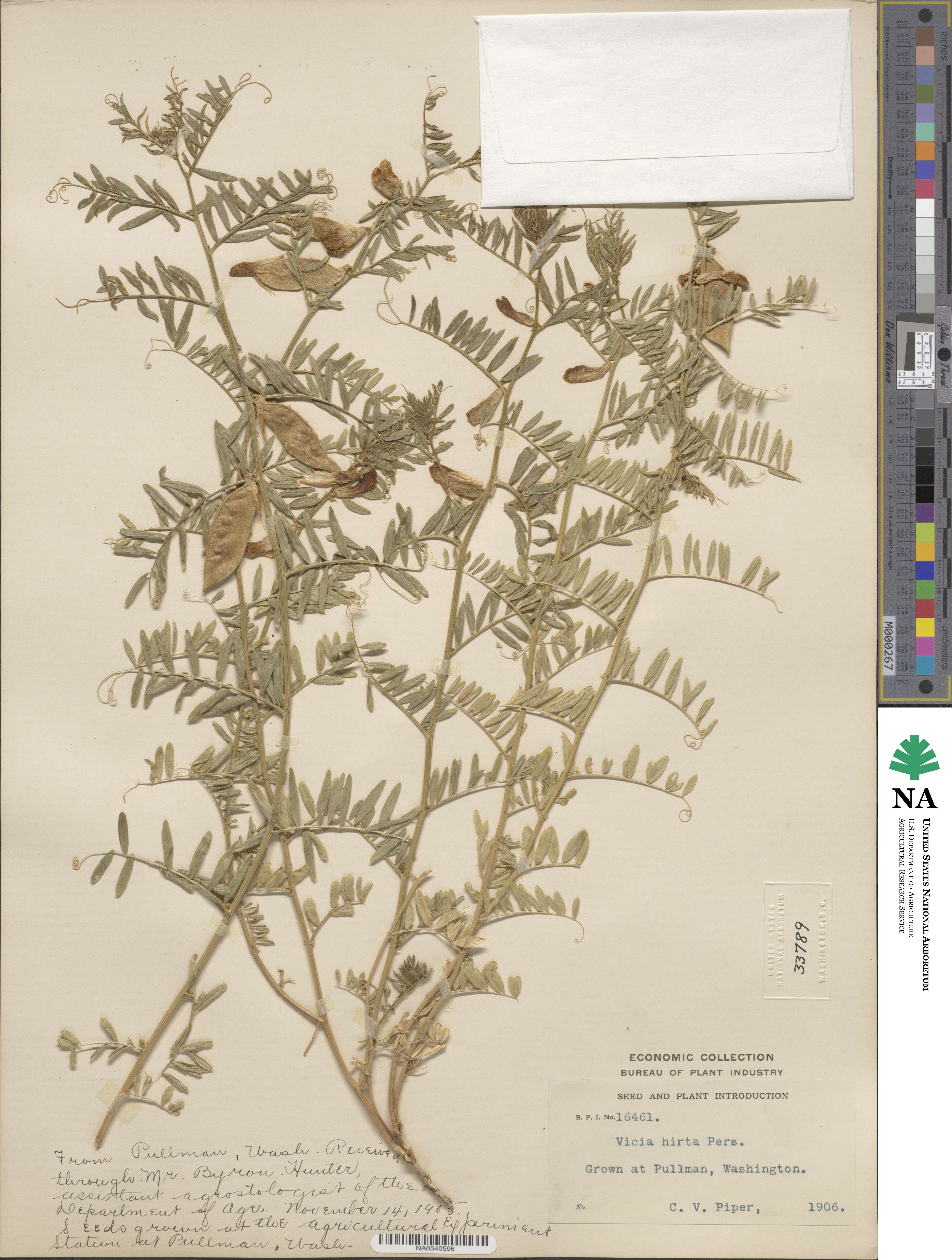 Vicia lutea subsp. lutea image
