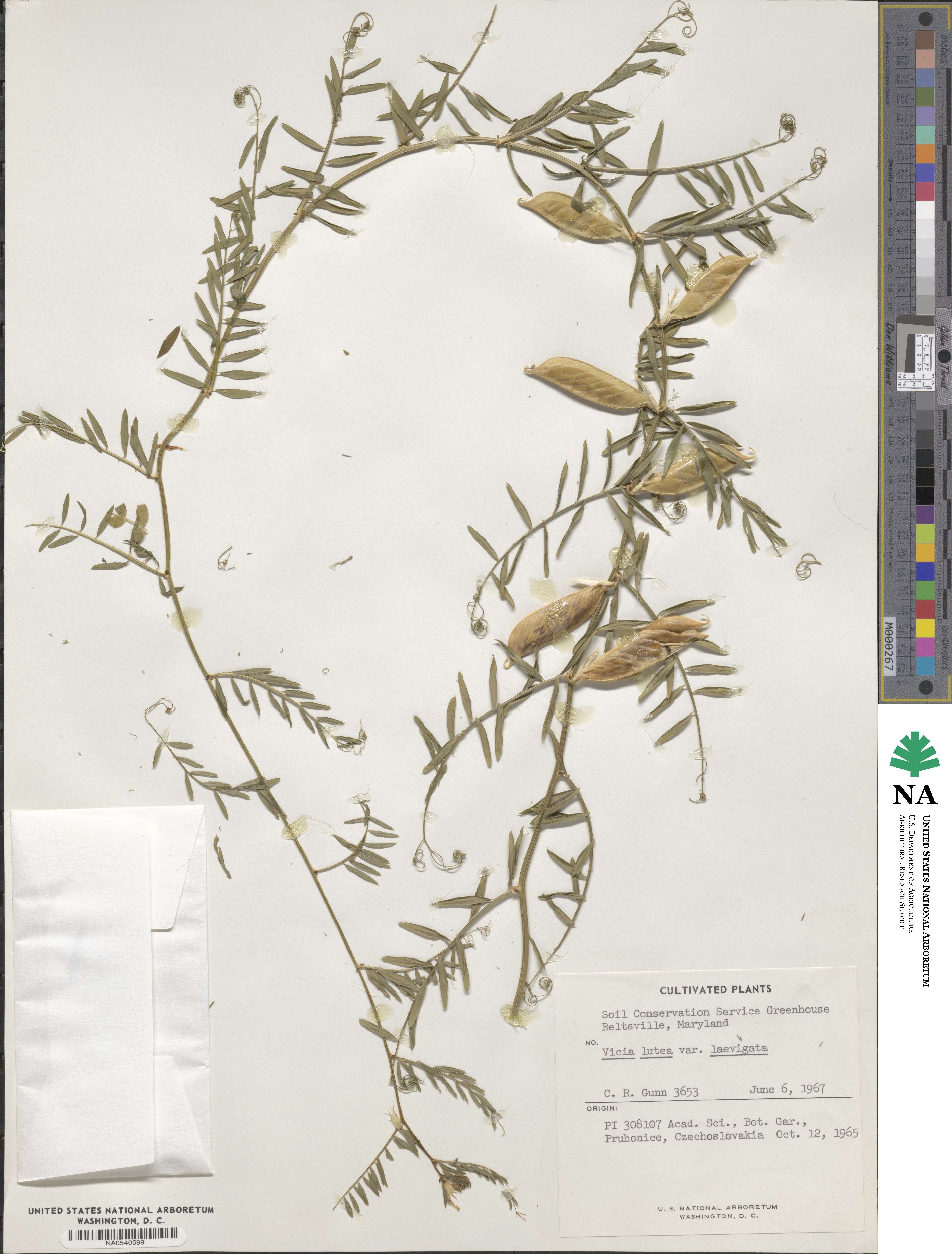 Vicia lutea subsp. lutea image