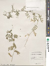 Vicia lutea subsp. lutea image