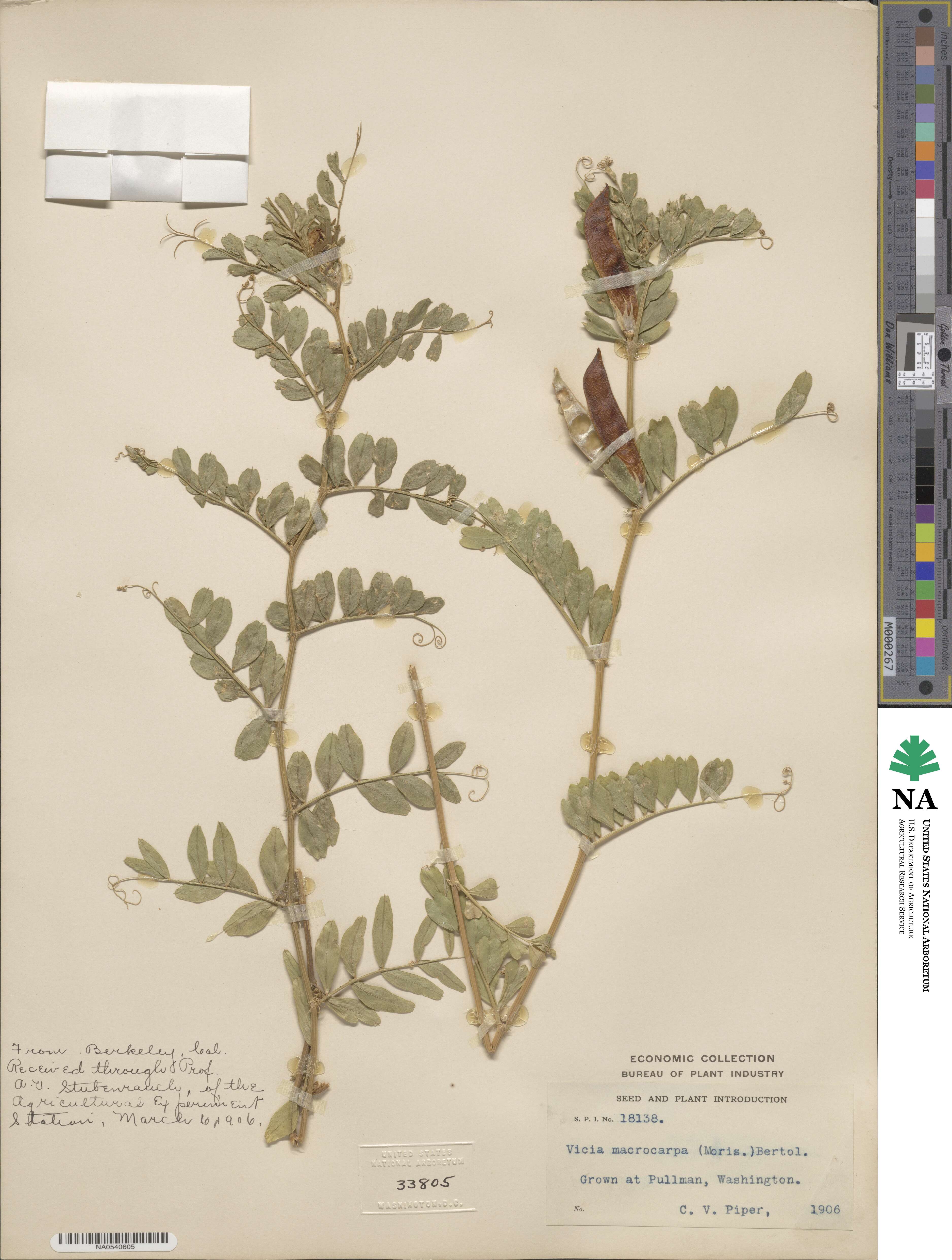 Vicia sativa subsp. macrocarpa image