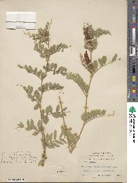 Vicia sativa subsp. macrocarpa image