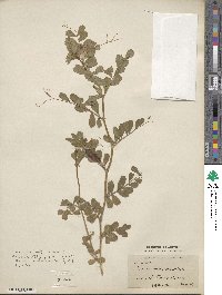 Vicia sativa image