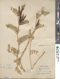 Vicia sativa image