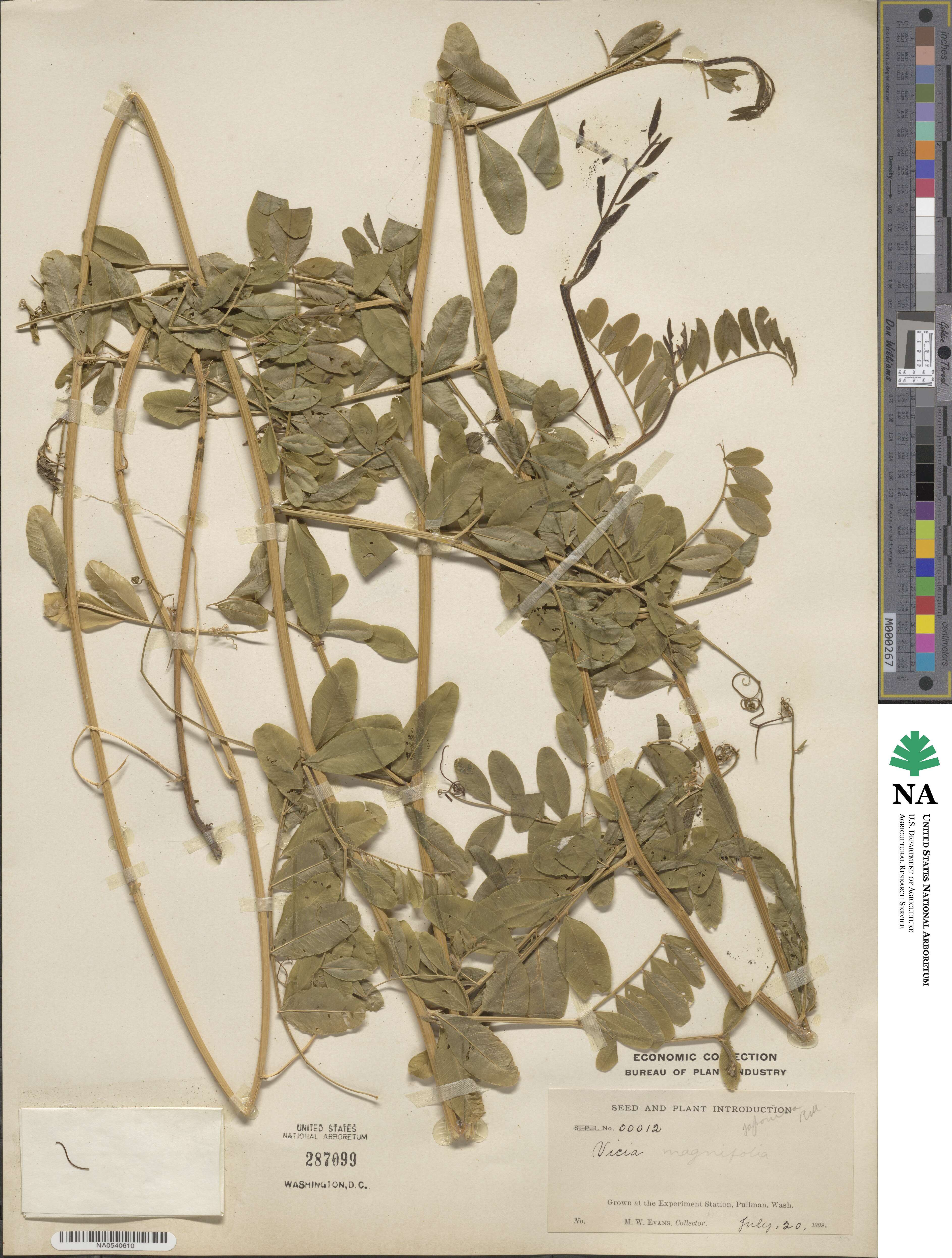 Vicia nigricans var. nigricans image