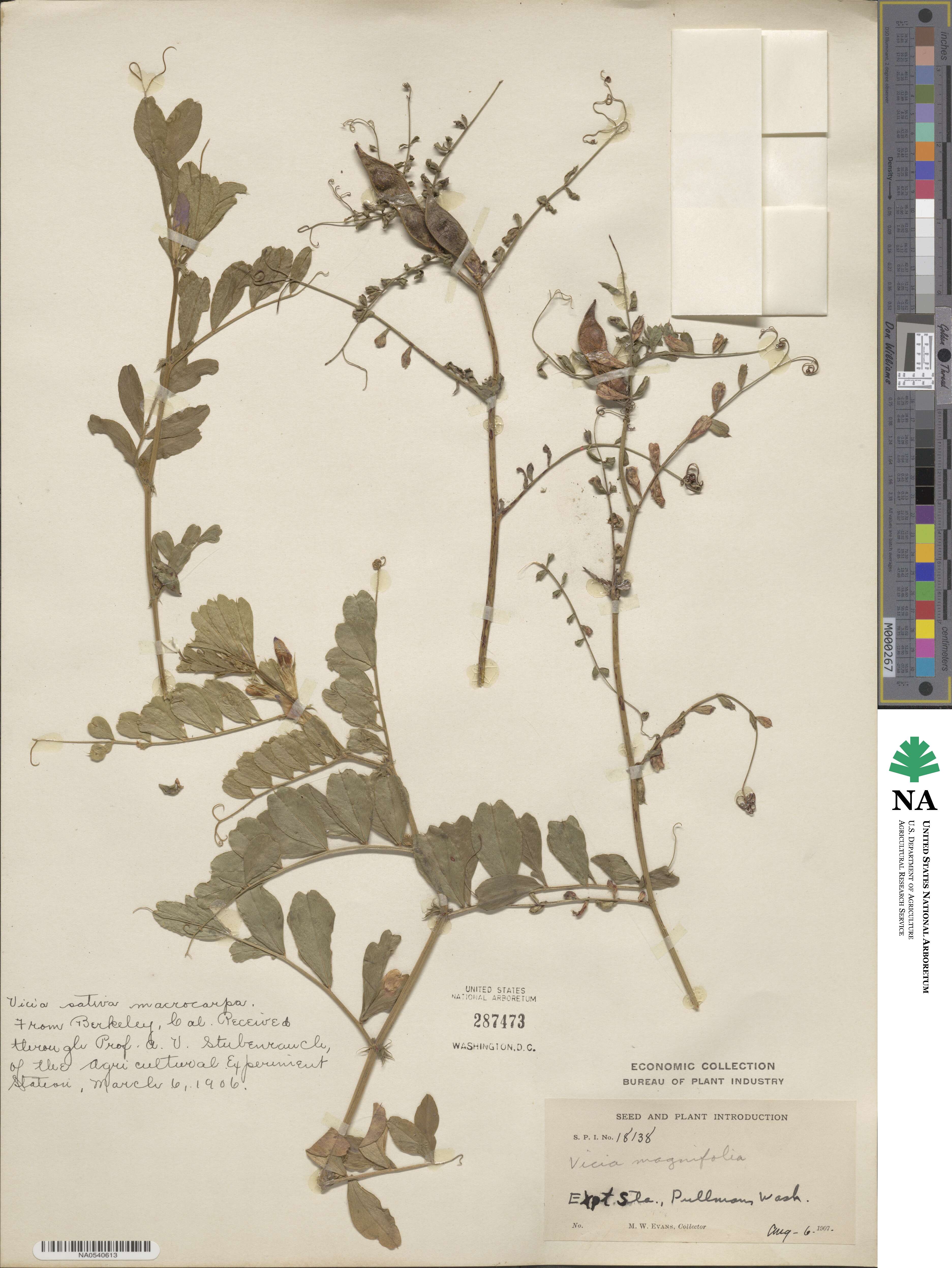 Vicia nigricans var. nigricans image