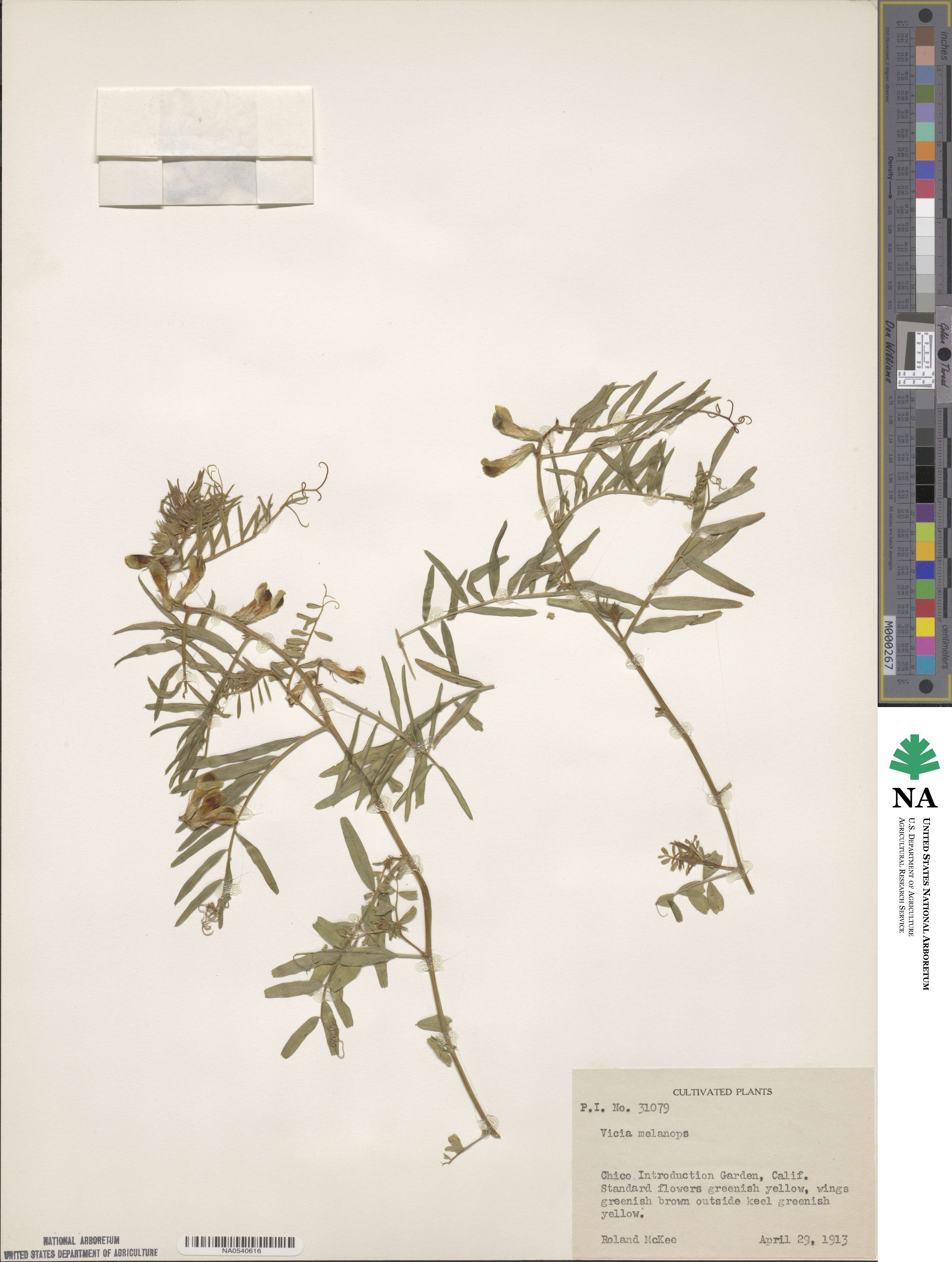 Vicia melanops image