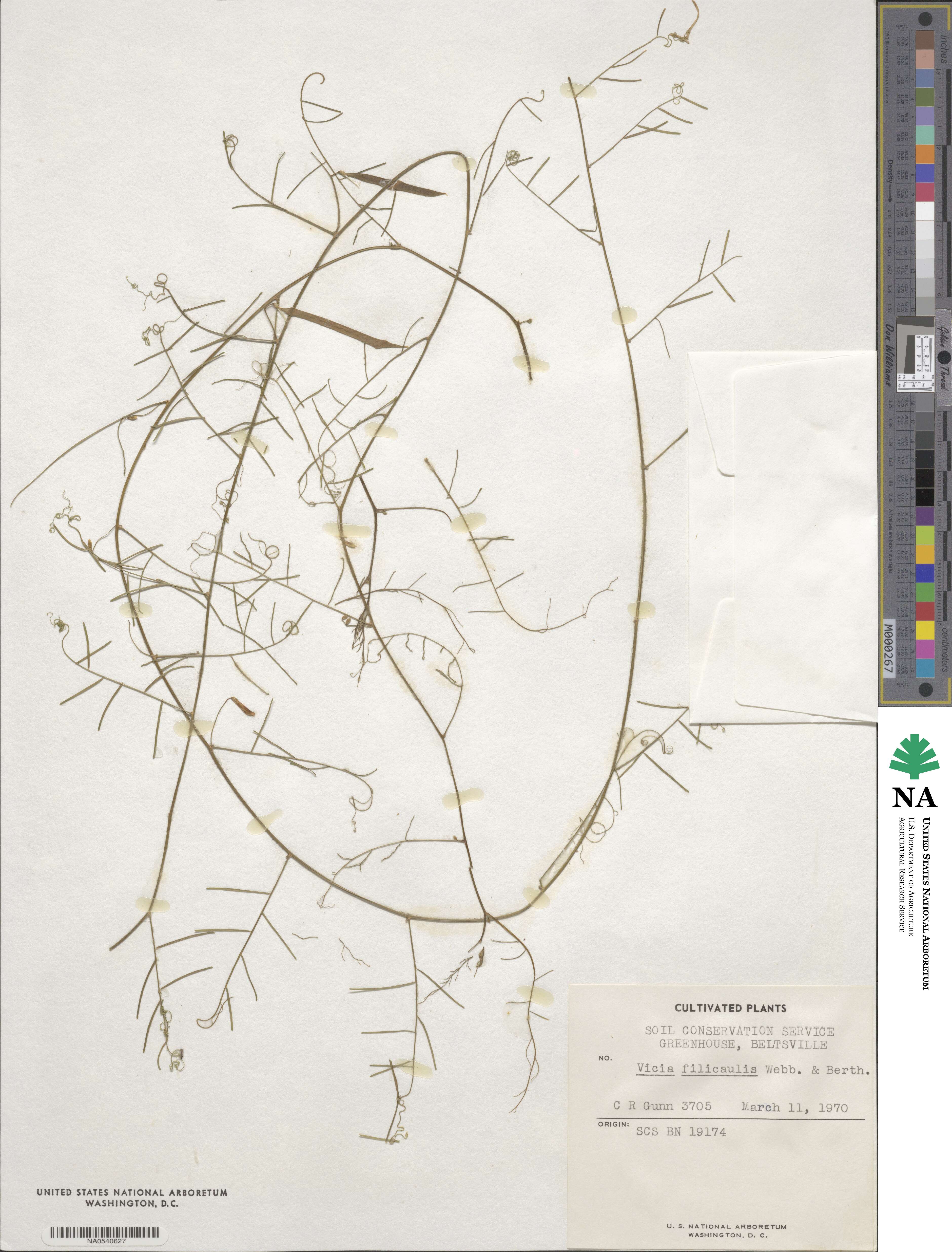 Vicia filicaulis image