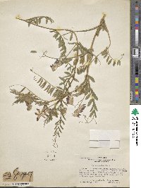 Vicia gigantea image