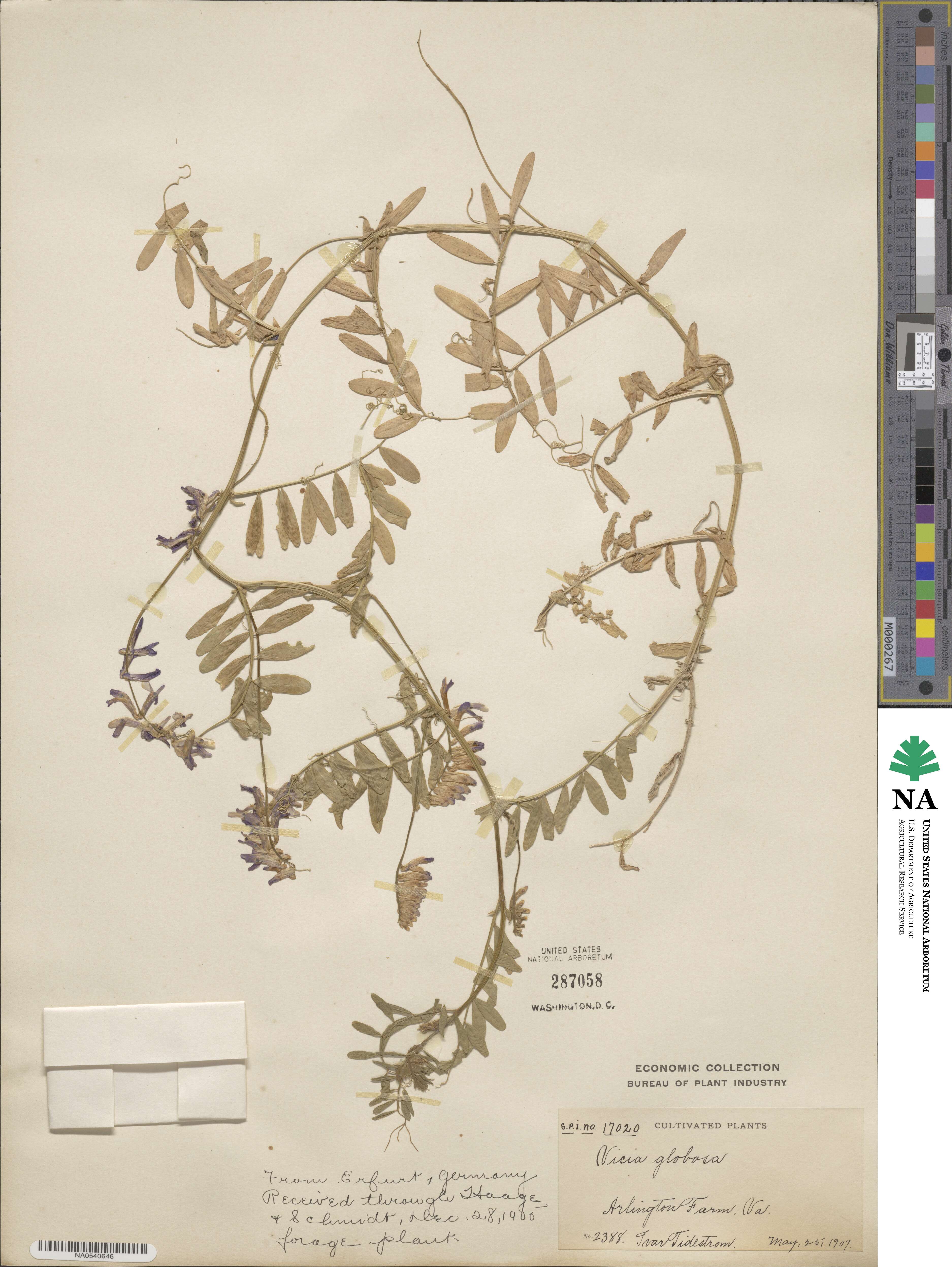 Vicia sativa subsp. sativa image