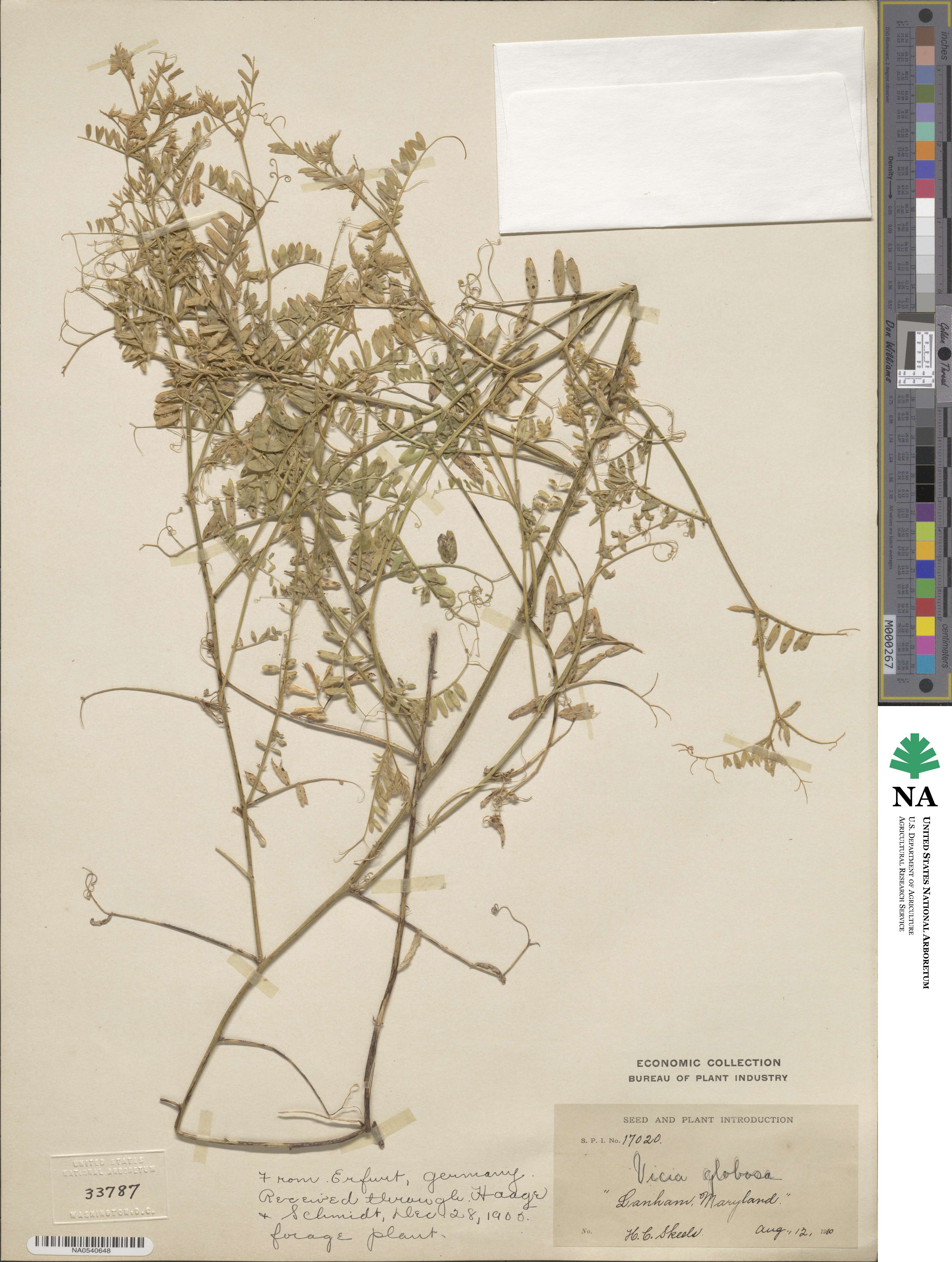 Vicia sativa subsp. sativa image