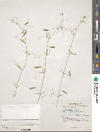 Vicia graminea image