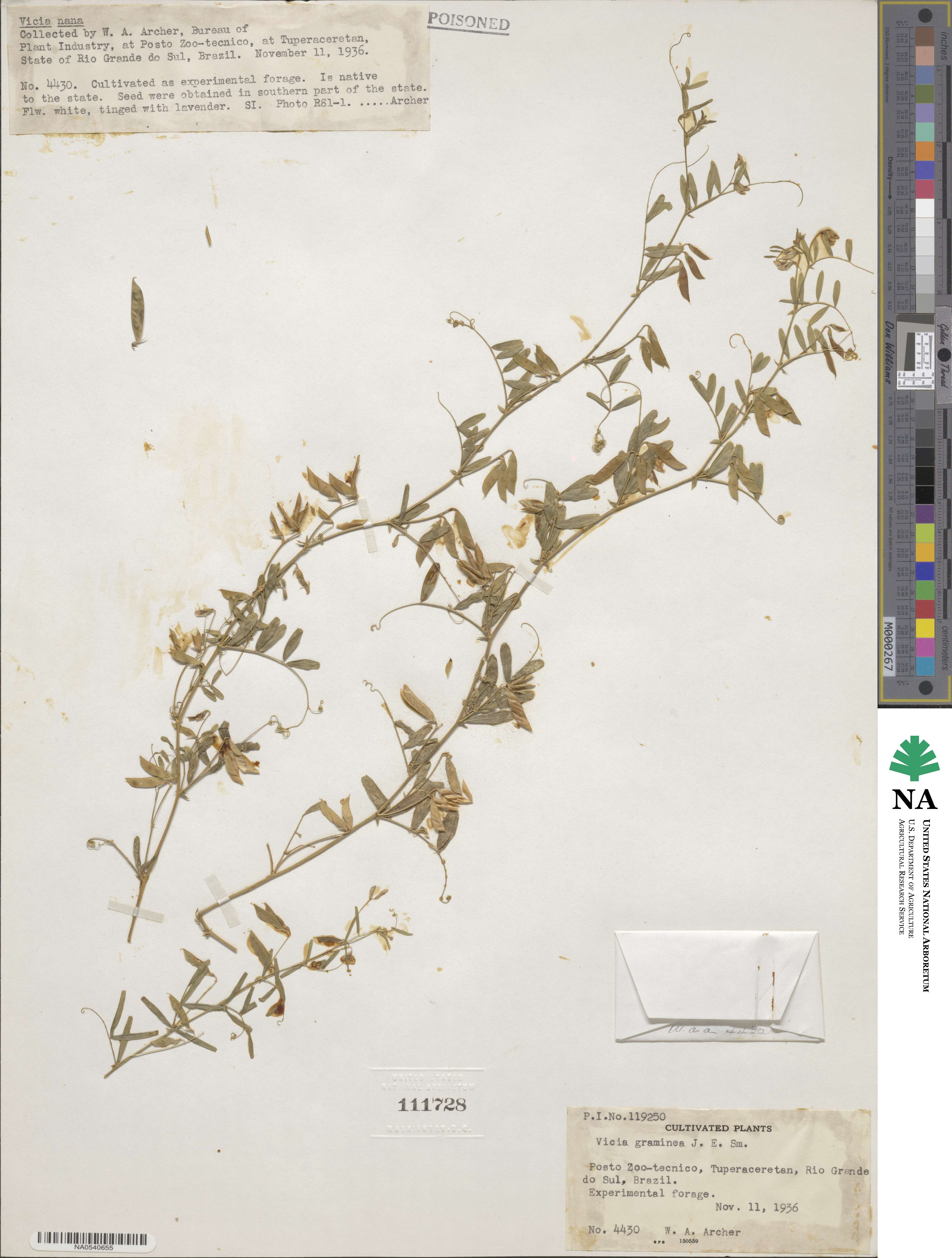 Vicia graminea image