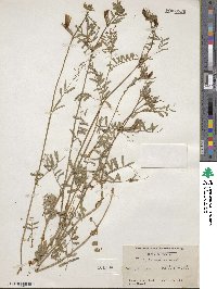 Vicia grandiflora image