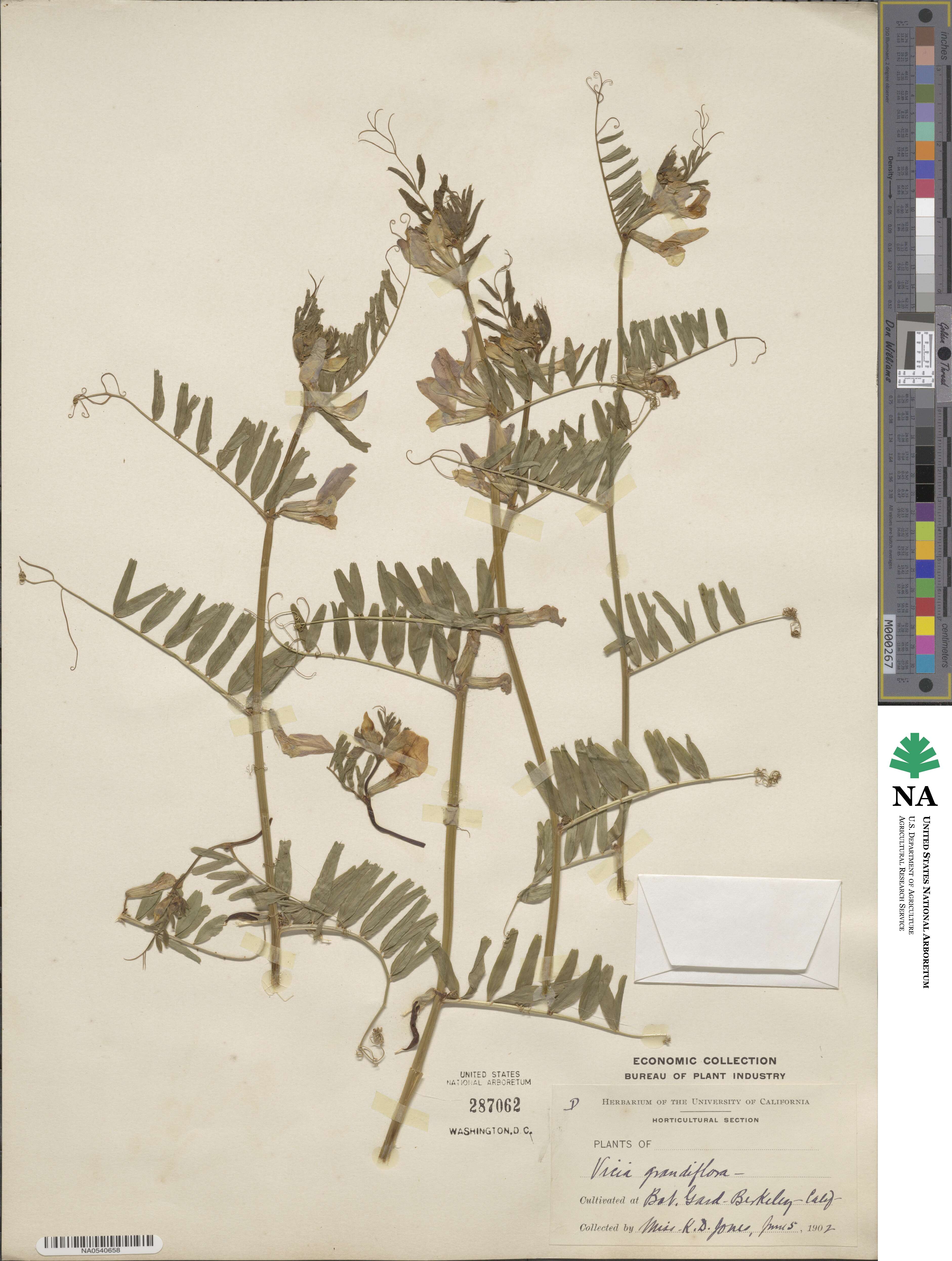 Vicia grandiflora image