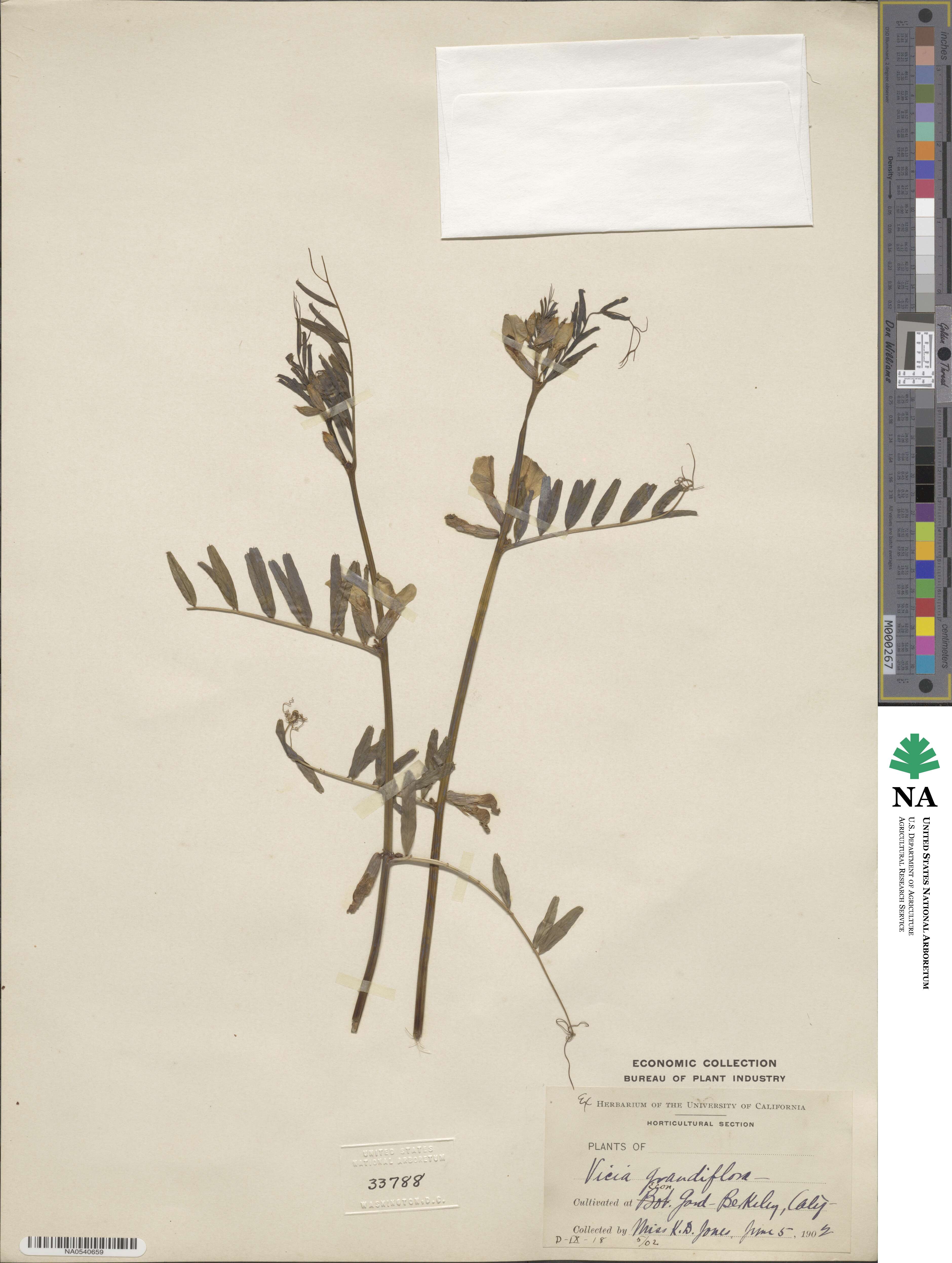 Vicia grandiflora image