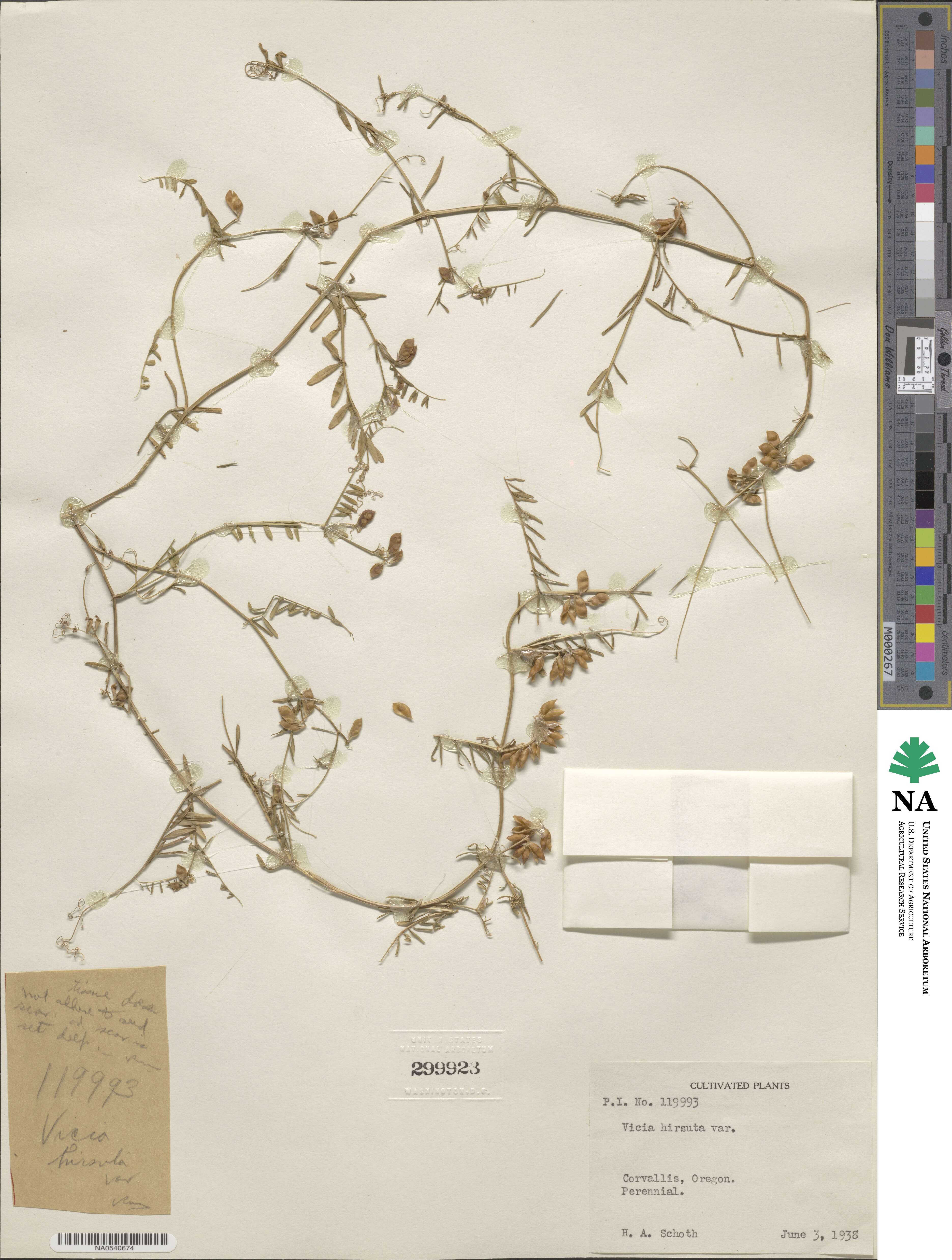 Vicia hirsuta image