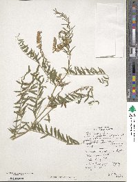 Vicia incana image