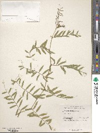 Vicia michauxii image