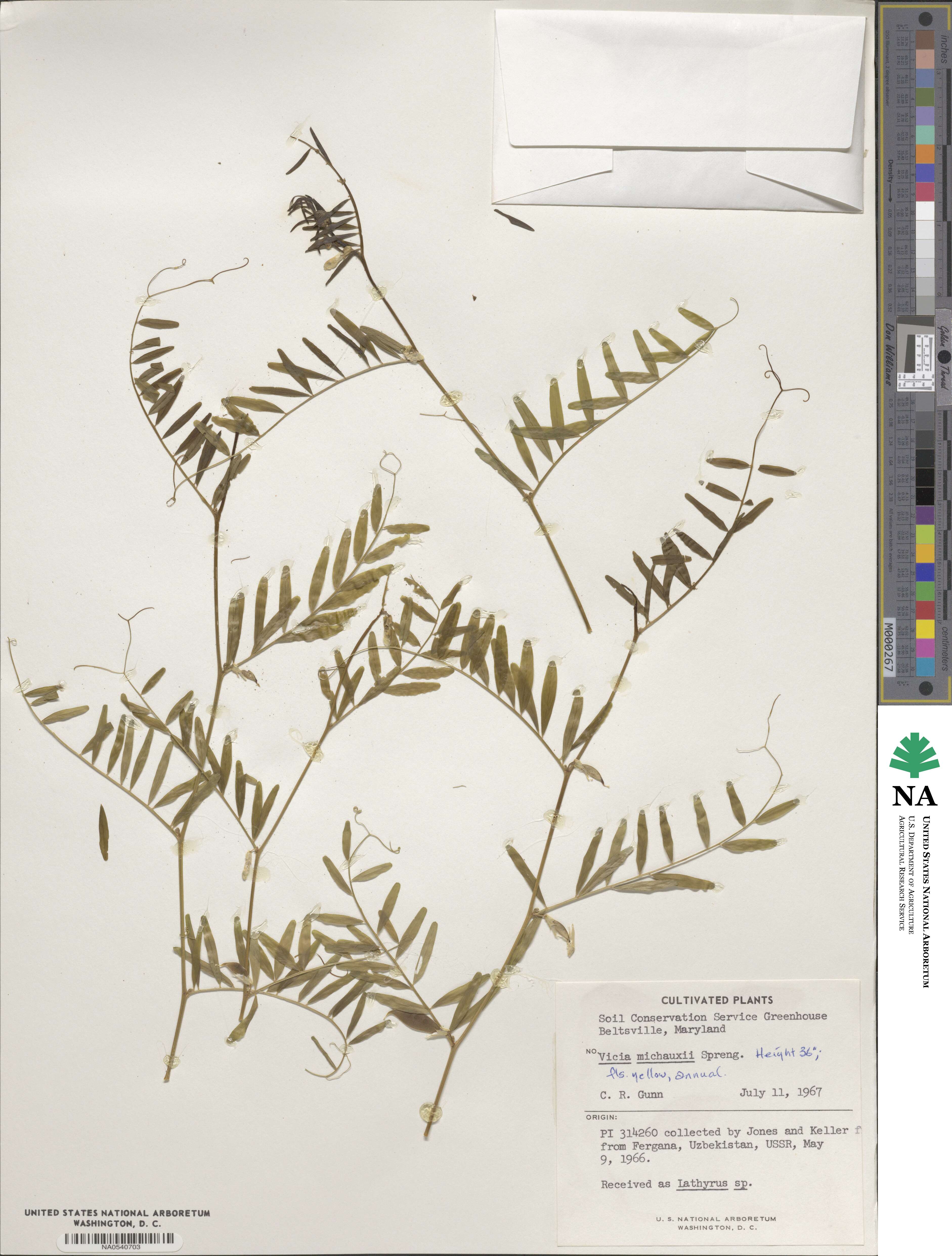 Vicia michauxii image