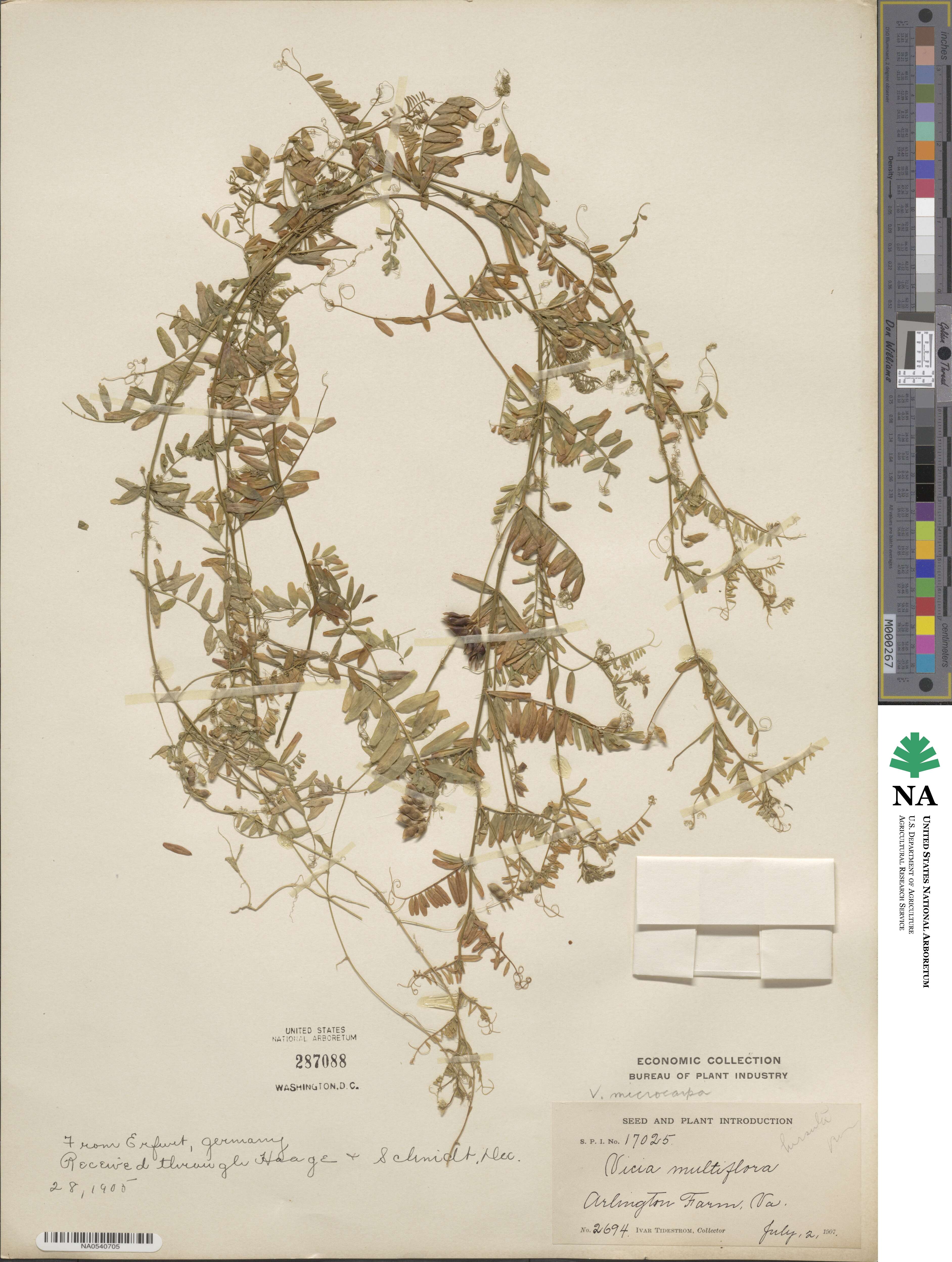 Vicia sativa subsp. macrocarpa image