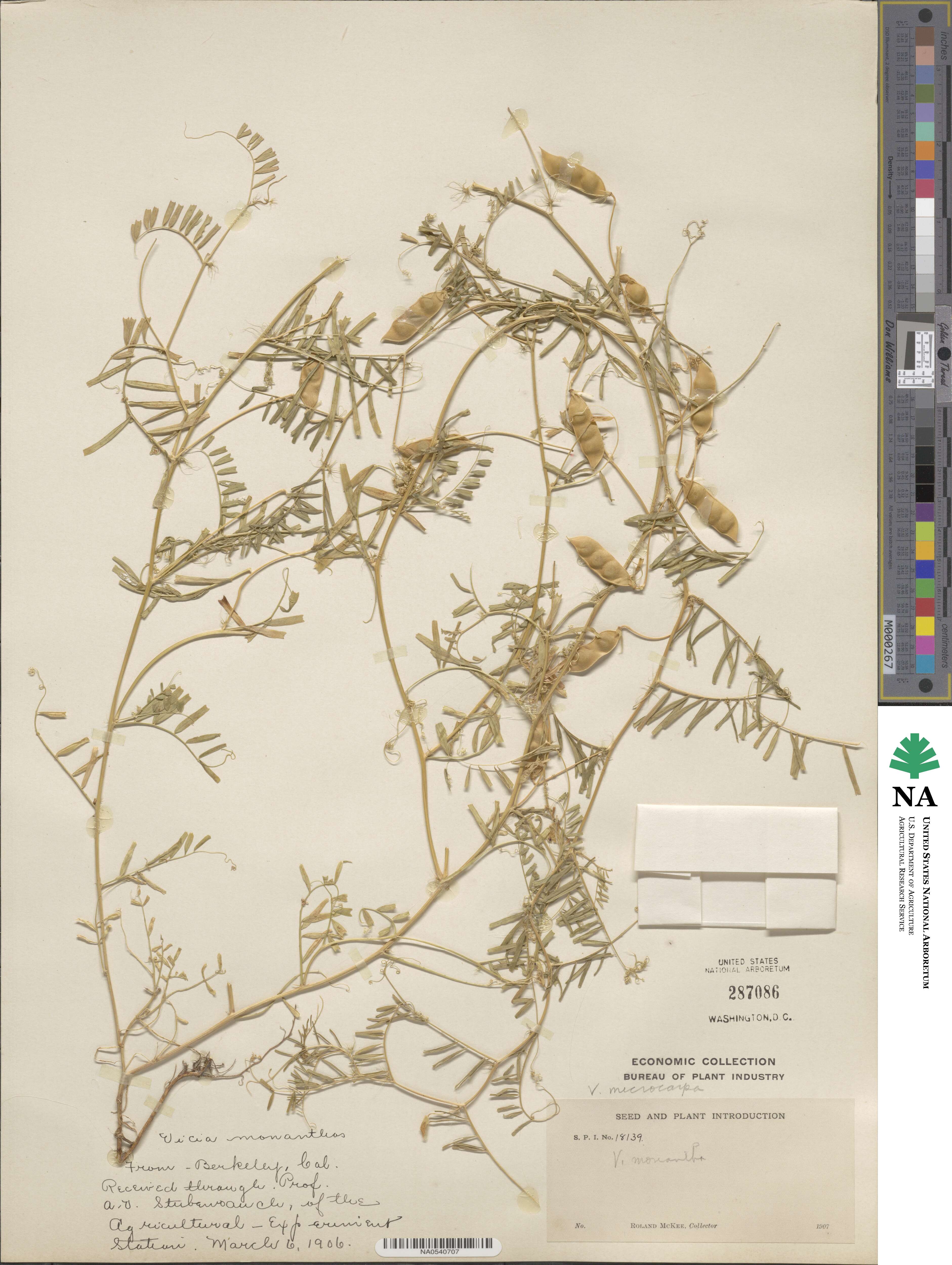 Vicia sativa subsp. macrocarpa image