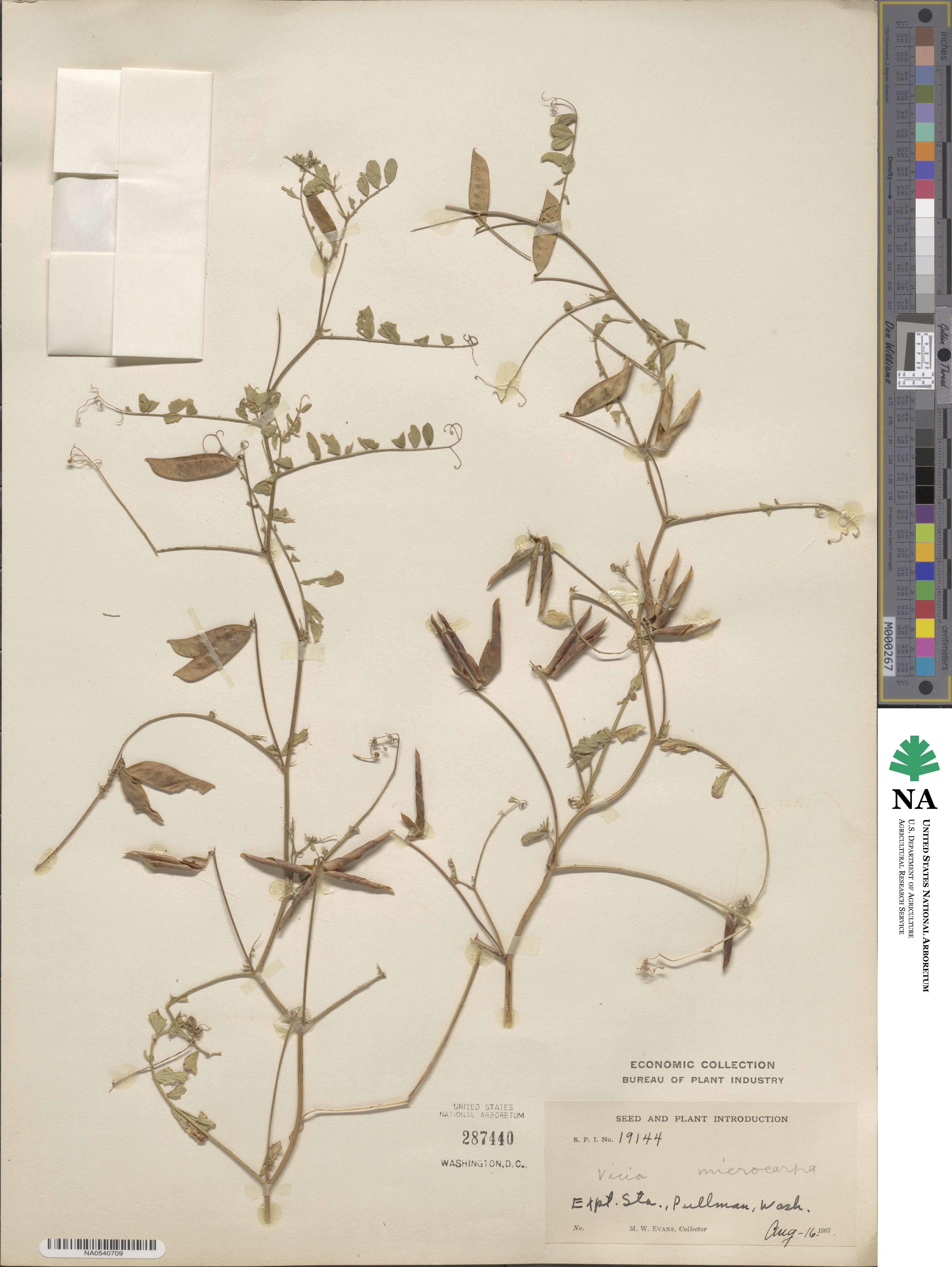Vicia sativa subsp. macrocarpa image
