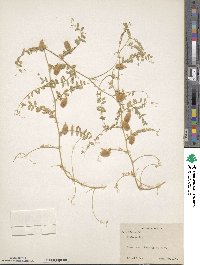 Vicia mollis image