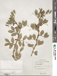 Vicia narbonensis image