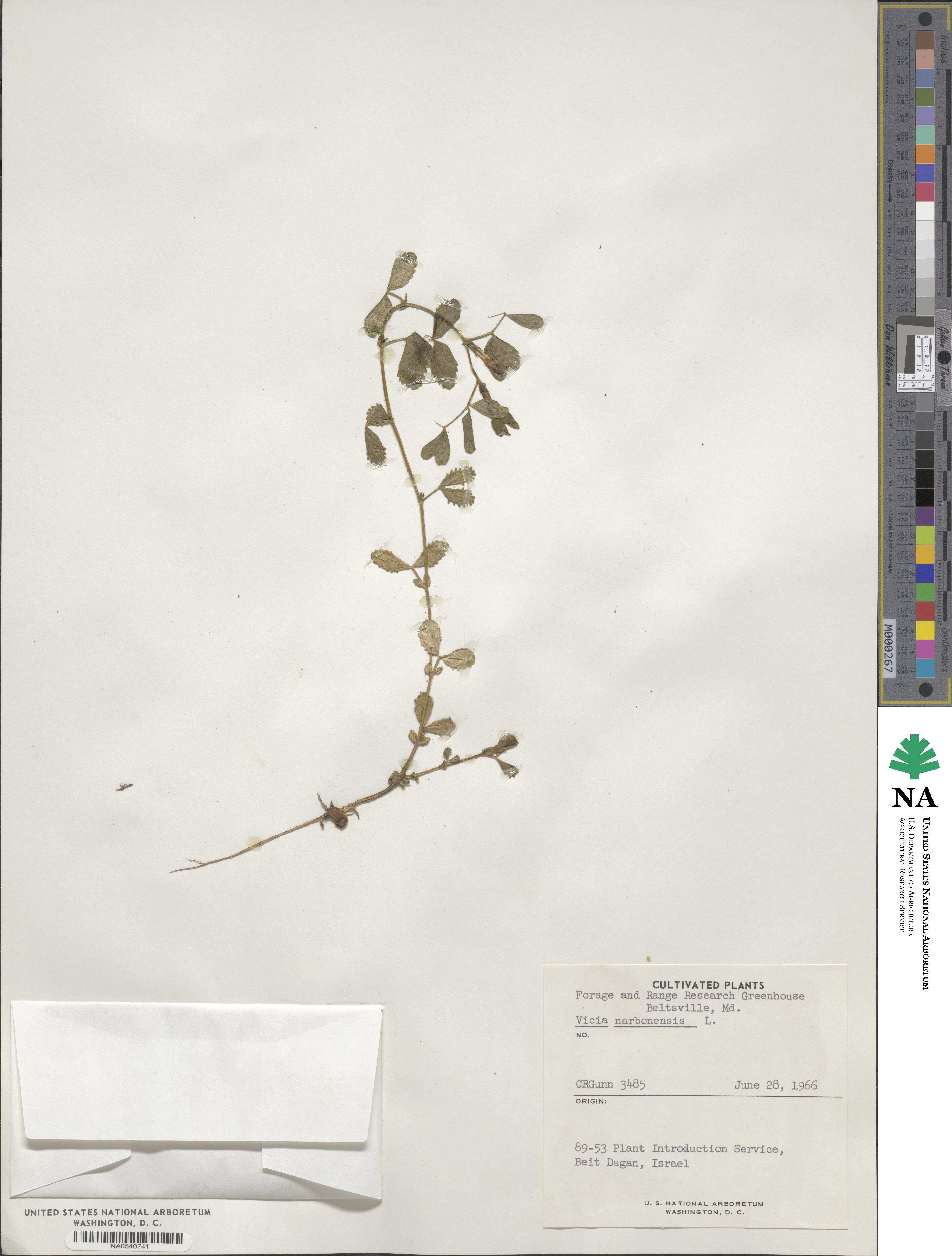 Vicia narbonensis image
