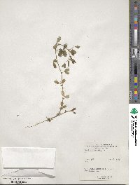 Vicia narbonensis image