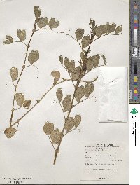 Vicia narbonensis image