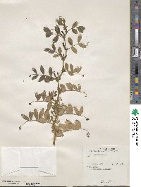 Vicia narbonensis image