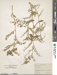 Vicia noeana image