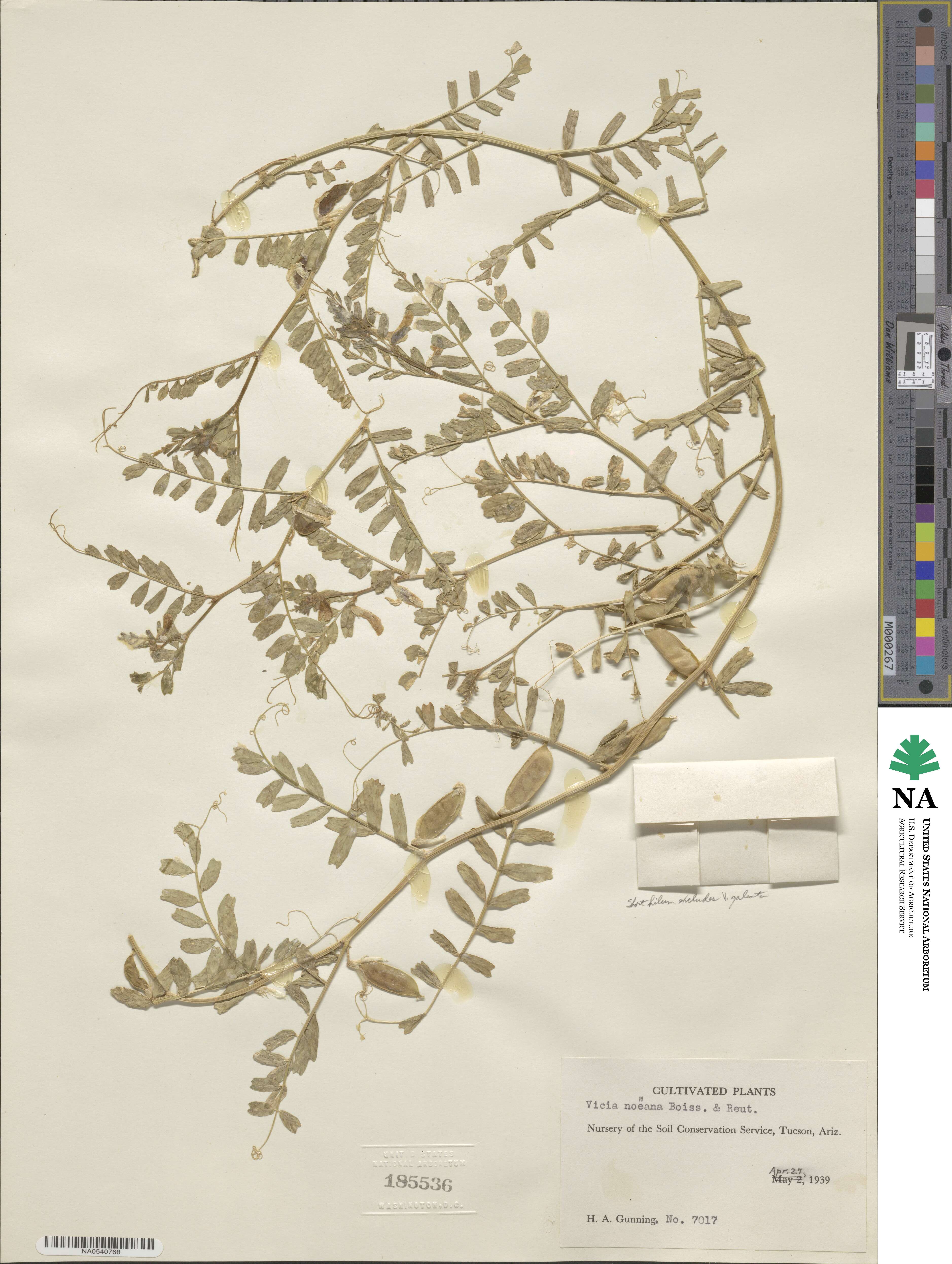 Vicia noeana image
