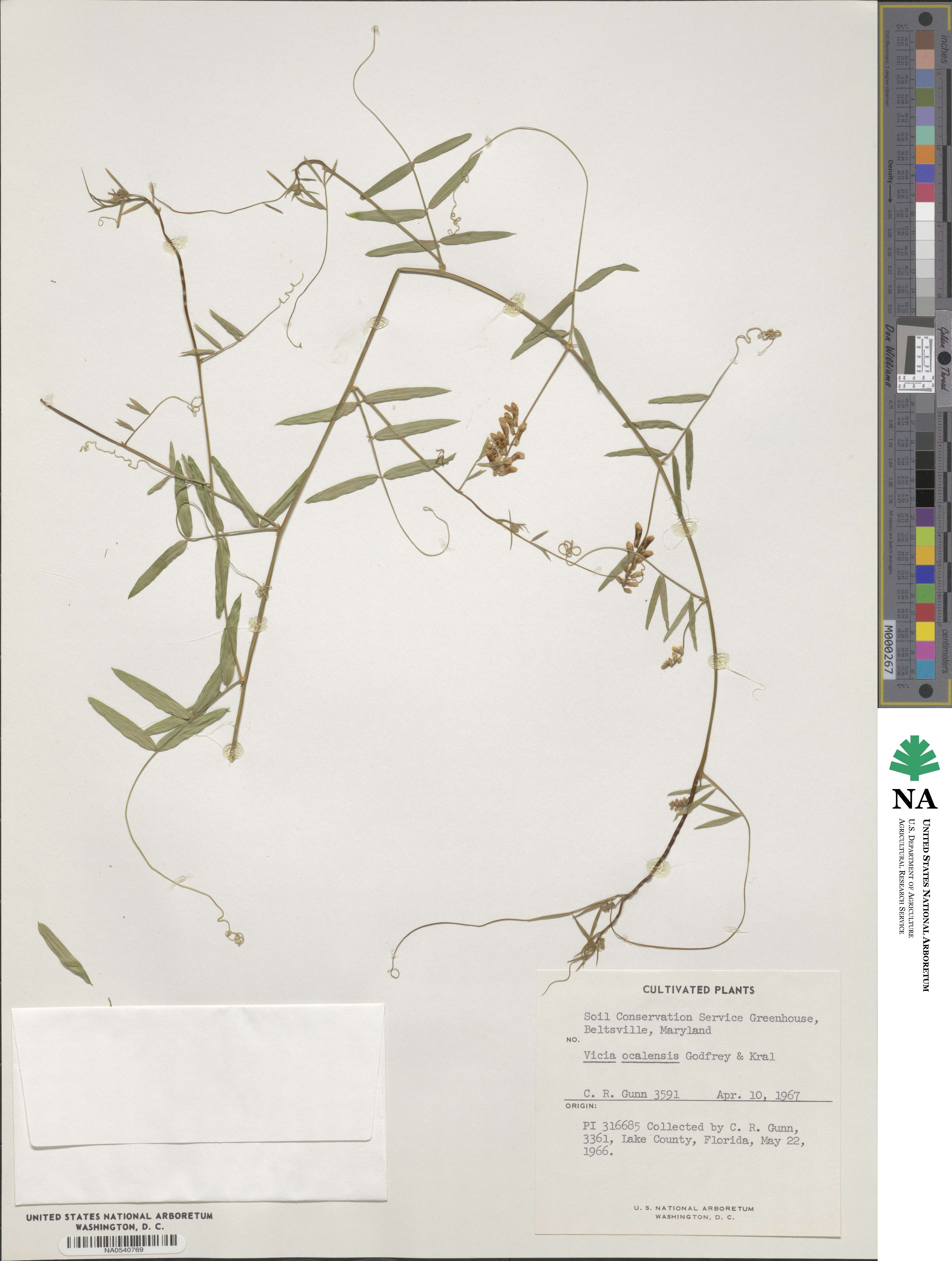 Vicia ocalensis image