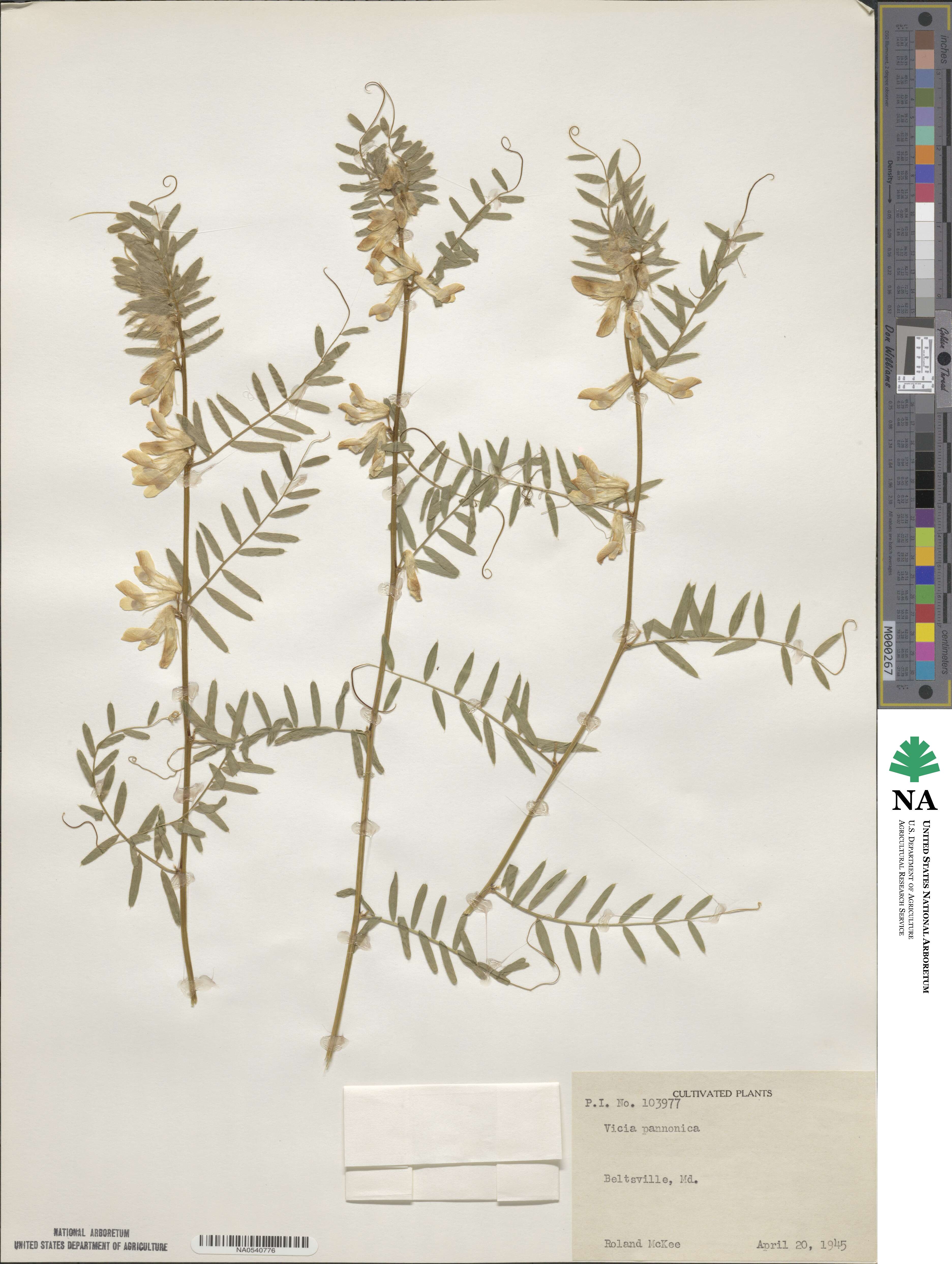 Vicia pannonica image