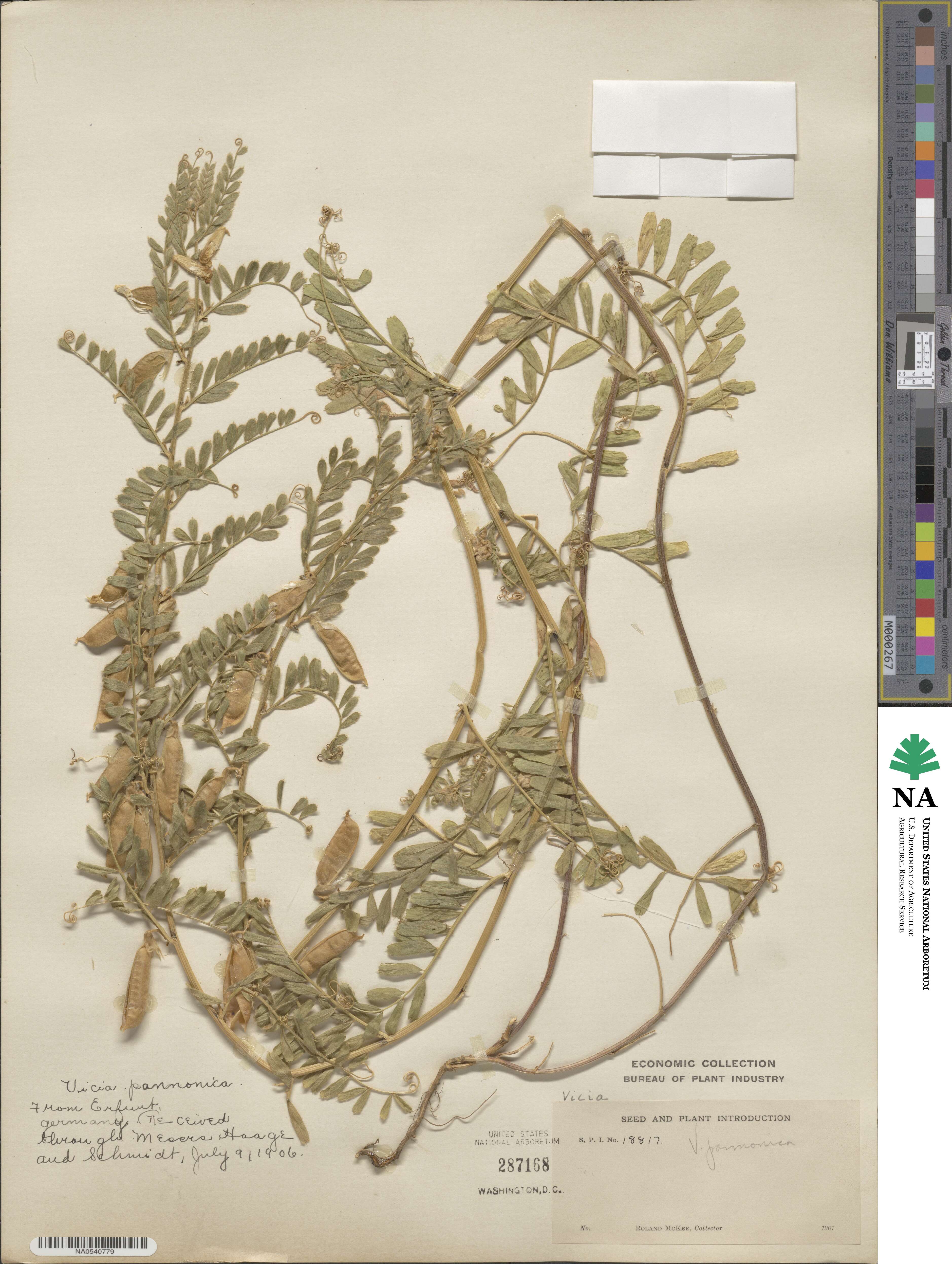 Vicia pannonica image