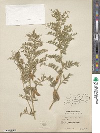 Vicia pannonica image