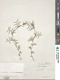 Vicia sativa subsp. nigra image